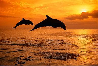 小岛秀夫回顾《合金装备2》 911之后险些无法上市